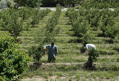 Agriculture Rehabilitation